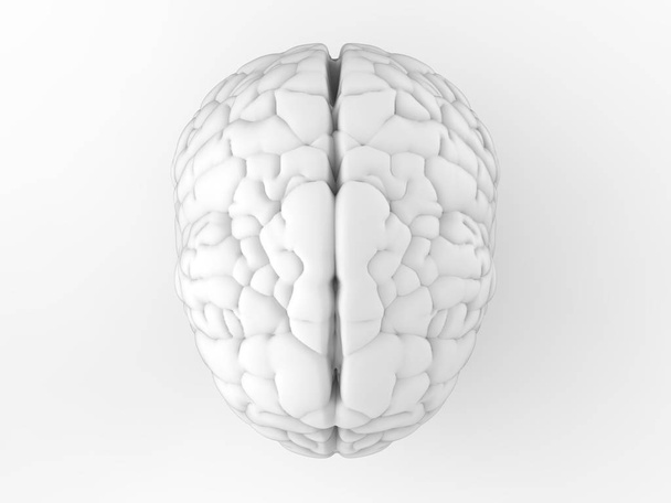 witte brain bovenaanzicht - Foto, afbeelding