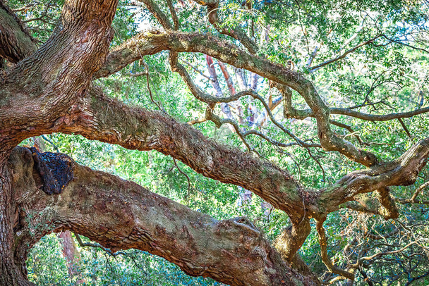 Angle Oak Tree in Johns Island of South Carolina - Photo, Image