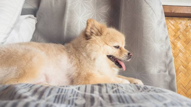 Pomeranian dog relax on bed. - Foto, afbeelding