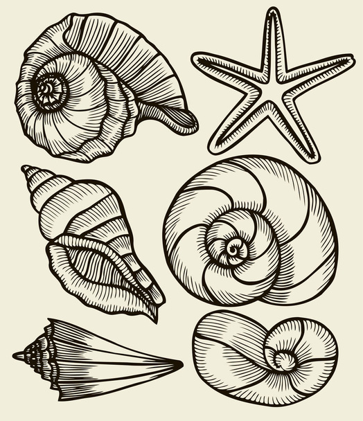 Seashells hand drawn set. - Vektor, Bild