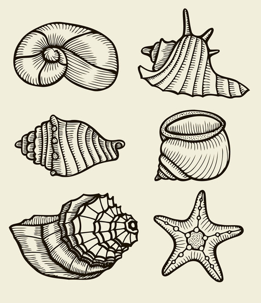 Seashells hand drawn set. - Vektor, Bild