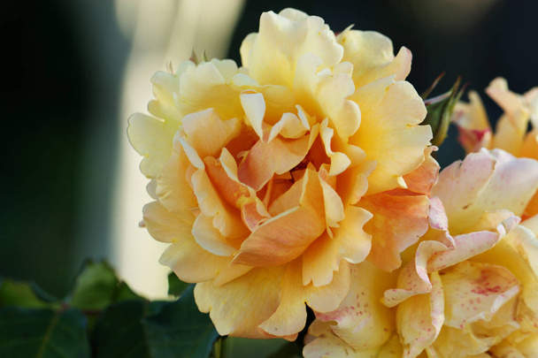  Close-up beeld van een mooie gele roos - Foto, afbeelding