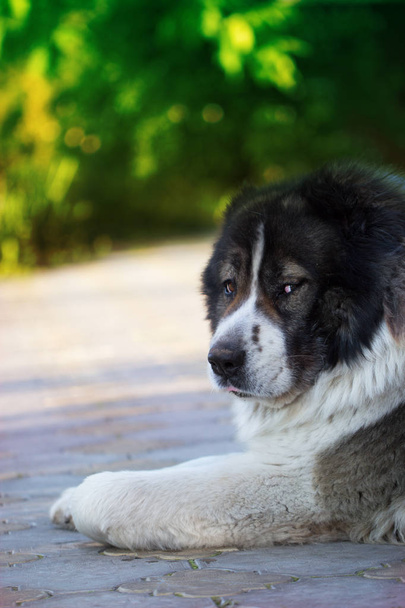 Adult Caucasian Shepherd dog.  - Photo, Image