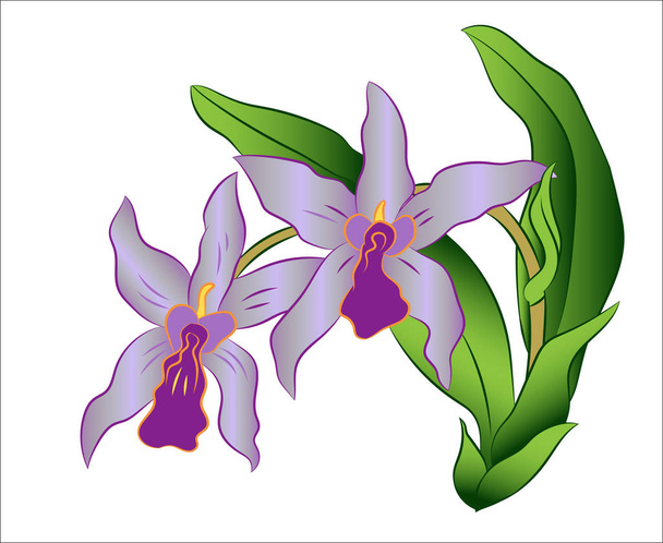 branch of orchid flower with green leaves, Vector Illustration - ベクター画像