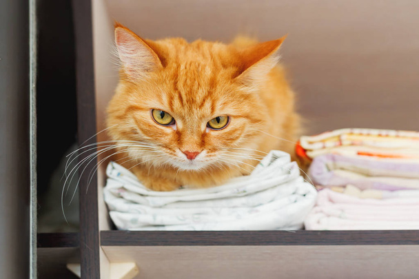 Cute ginger cat sleep in forbidden place - in wardrobe with clean bed linen. - Photo, image