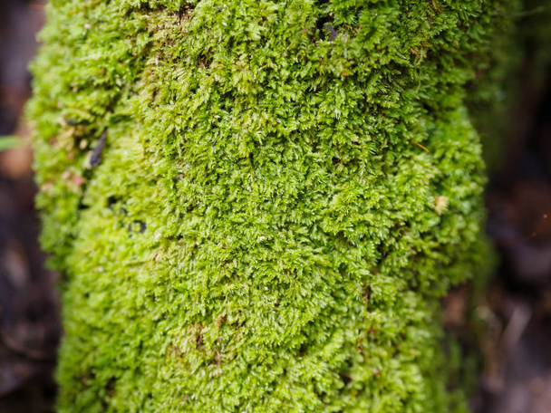 Bom musgo verde no fundo da textura da árvore raiz velha e foco de close-up no centro da árvore raiz
 - Foto, Imagem