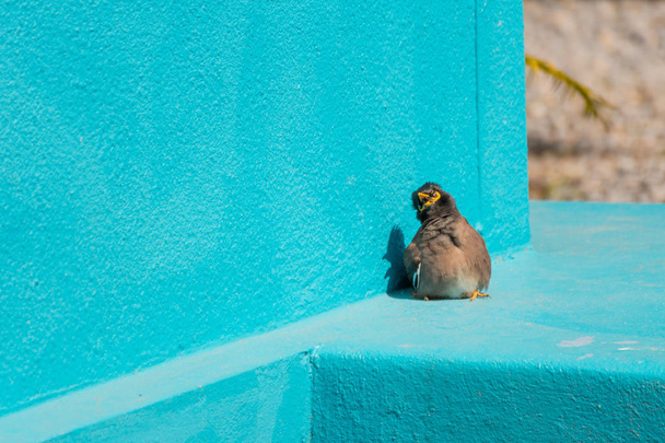 Kuş (Mynas veya Sturnidae) duygusal şok - Fotoğraf, Görsel