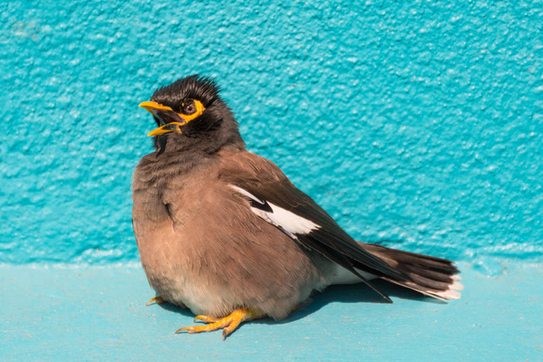 Kuş (Mynas veya Sturnidae) duygusal şok - Fotoğraf, Görsel