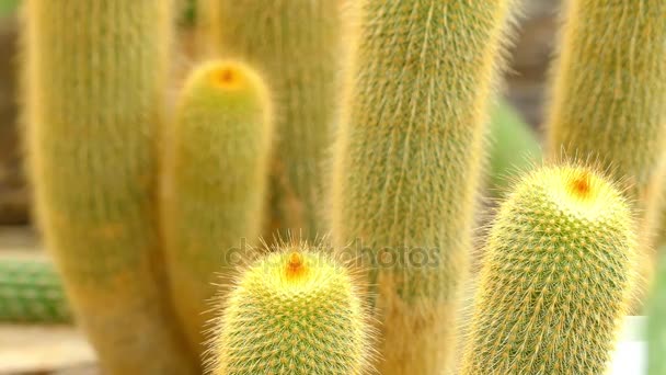 Transfer focus: Parodia leninghausii is species of South American cactus commonly found as houseplant. Common names include Lemon Ball, Golden Ball and Yellow Tower cactus. - Footage, Video