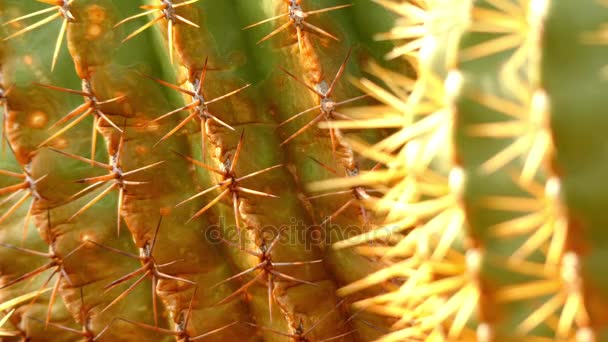 Przenieść fokus: Ferocactus histrix jest gatunkiem Ferocactus z Meksyku. - Materiał filmowy, wideo