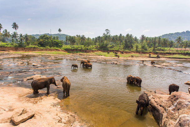 Pinnawala, elephants bathing in elephant orphanage - Fotoğraf, Görsel