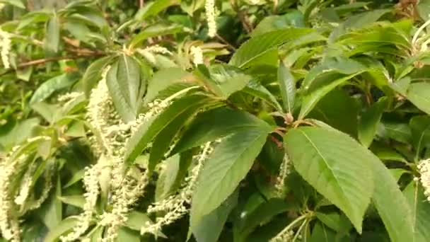 Clethra barbinervis è una specie di pianta da fiore del genere Clethra della famiglia Clethraceae, originaria dell'estremo oriente, della Cina orientale, della Corea e del Giappone. Esemplari maturi hanno attraente corteccia peeling
. - Filmati, video