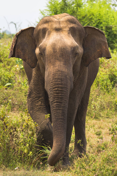 Elephant stands in front and tearing trunk grass, Sri Lanka, Cey - Φωτογραφία, εικόνα