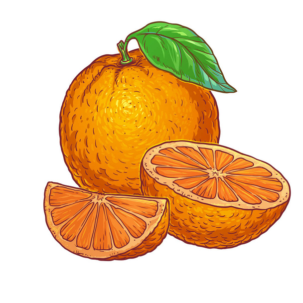 Juicy orange on a white background - Vector, Imagen