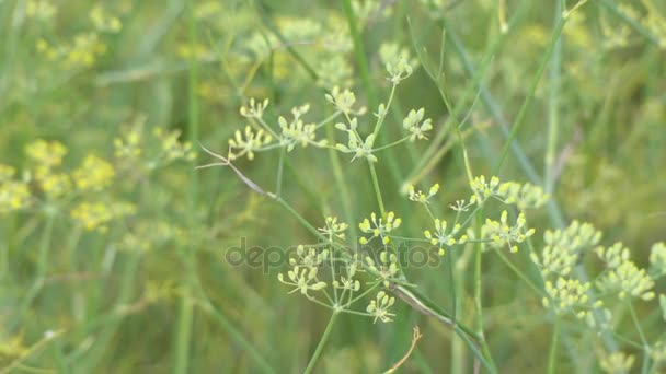 Fennel (Foeniculum vulgare) is flowering plant species in carrot family. It is hardy, perennial herb with yellow flowers and feathery leaves. It is indigenous to shores of Mediterranean. - Footage, Video