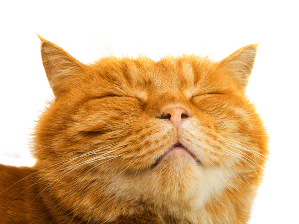 jengibre gato aislado
  - Foto, imagen