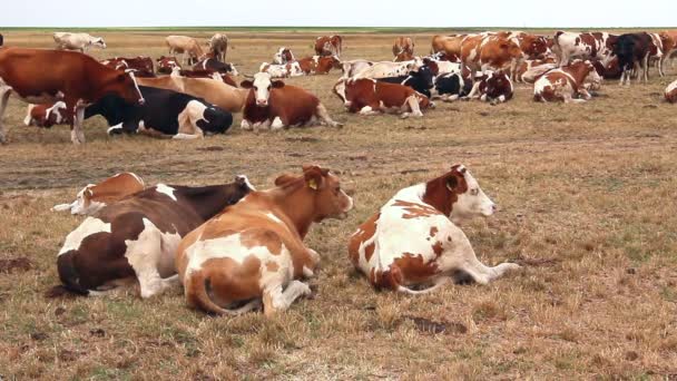 Koeien zijn rust in een weide - Video