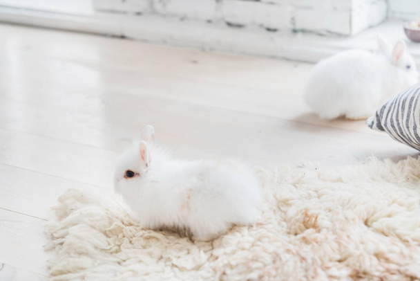 nice white rabbits     - Foto, imagen