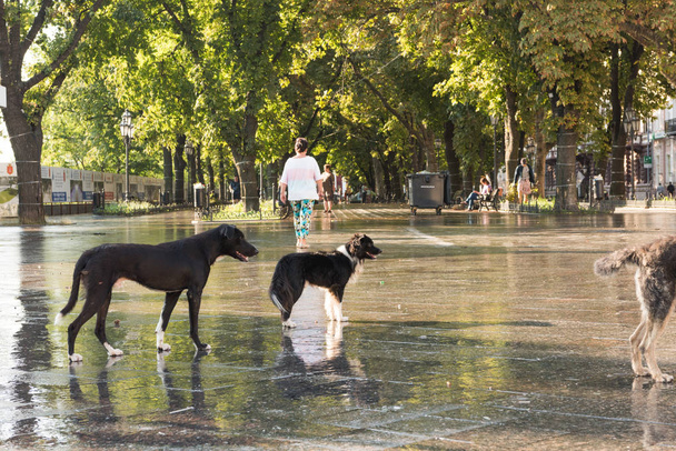 um bando de cães vadios na cidade
 - Foto, Imagem