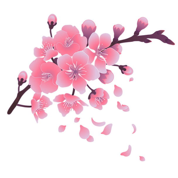 Graphic sakura flowers - Vecteur, image