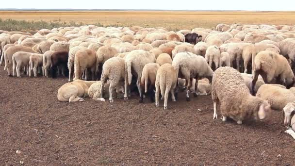 Les moutons de troupeau reposent sur la prairie
. - Séquence, vidéo