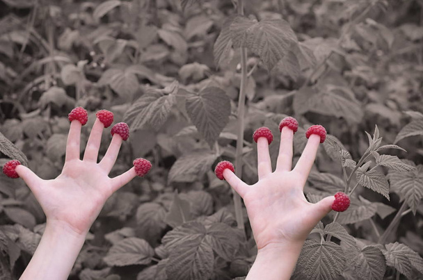 raspberries on the fingers of two children's hands, retro filter - Photo, Image