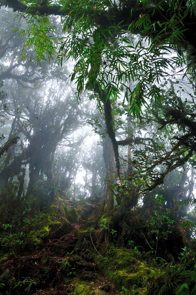 Dark misty mossy tropical rain forest jungle - Фото, зображення