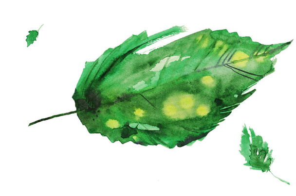 Pták akvarel listové zelené - Fotografie, Obrázek