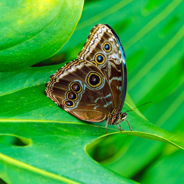 Císař butterfly (Morpho peleides) - Fotografie, Obrázek