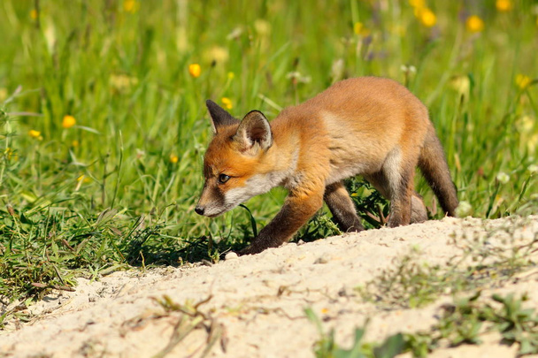 Молодой лис возле притона
 - Фото, изображение