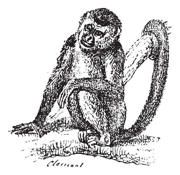 Squirrel Monkey or Saimiri sp., vintage engraving - Vector, Image