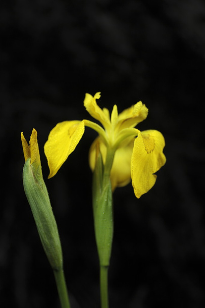 Wild iris - Photo, Image