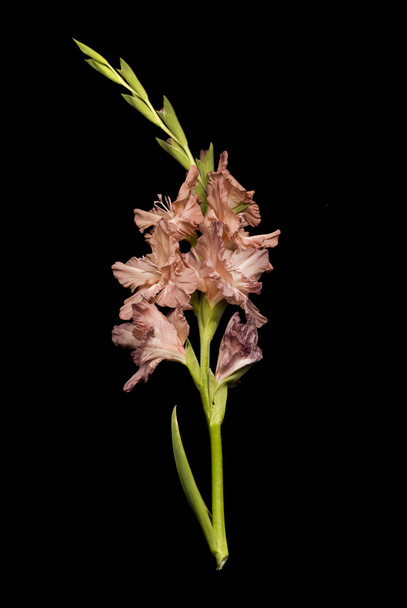 Gladiolus flower over black - Фото, изображение