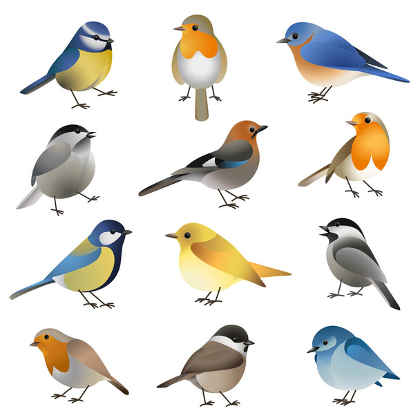 Conjunto vectorial de aves silvestres coloridas
 - Vector, imagen
