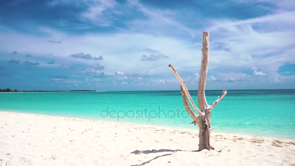 Dry tree on the beach, Cayo Largo. - Footage, Video