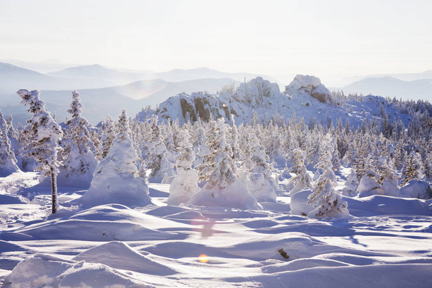 Téli táj. Hóval borított fenyők. Zyuratk hegység - Fotó, kép