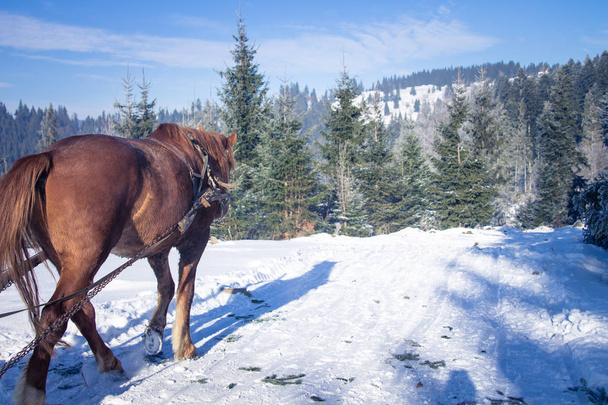 One horse sleigh in the Carpathians - Fotografie, Obrázek