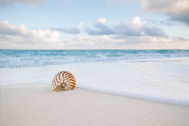 морська мушля на пляжі
 - Фото, зображення