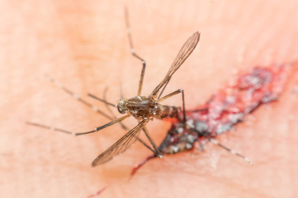 Macro de mosquito aplastado (Aedes aegypti) chupando sangre para morir
 - Foto, Imagen
