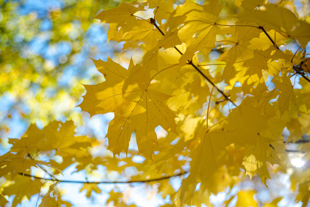 Barevný podzim v parku, Toronto, Ontario, Kanada - Fotografie, Obrázek