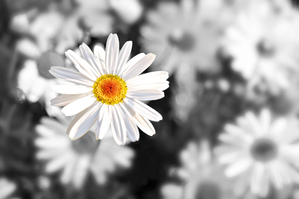 Pojedynczy kwiat, straty i samotności - Zdjęcie, obraz
