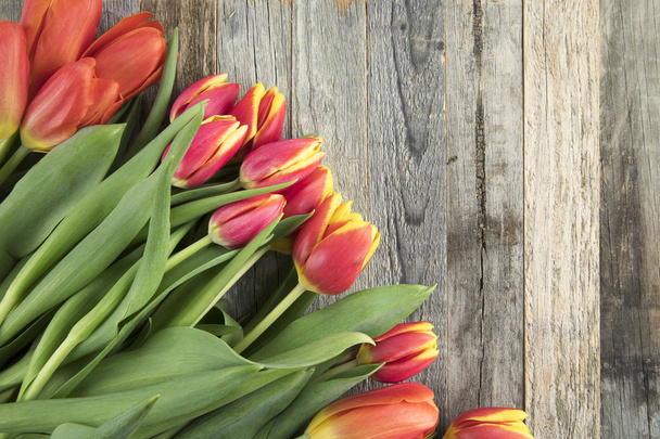 tulipas vermelhas e amarelas - Foto, Imagem