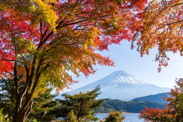 Fuji de montagne aux érables
 - Photo, image