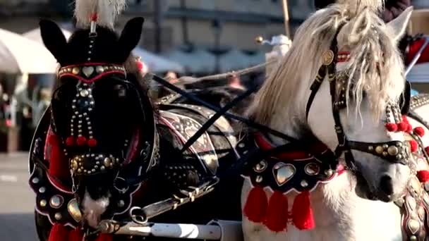 観光客に乗っての装飾が施された 2 頭の馬のチーム - 映像、動画