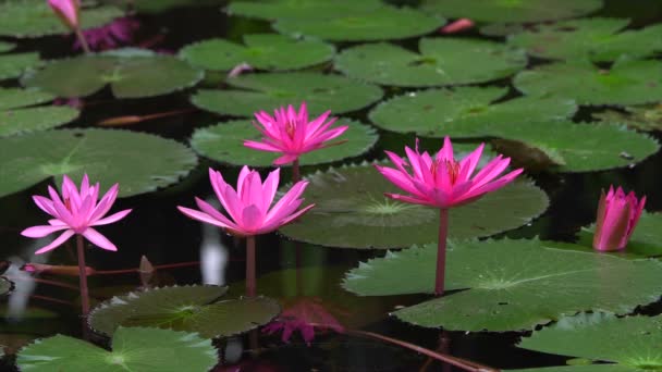 Lírio de água rosa no lago
 - Filmagem, Vídeo