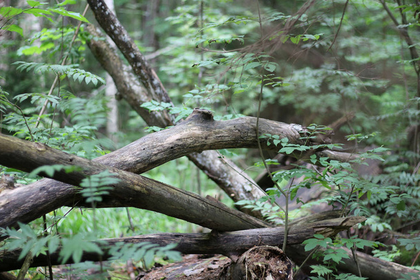 Pilzsuche im wilden Wald am Morgen - Foto, Bild