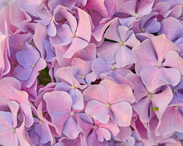 pink hortensia flower closeup - Foto, immagini
