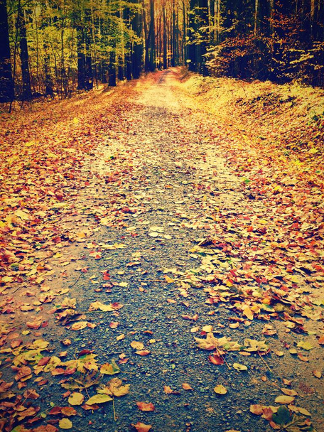 Forest Road en otoño. Paisaje otoñal. Colores de las hojas
 - Foto, imagen