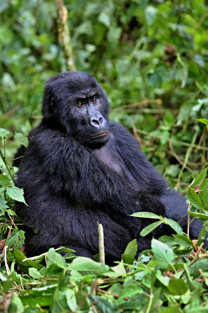 Восточная горилла под угрозой исчезновения
  - Фото, изображение