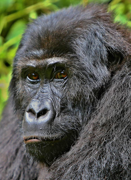 Uhanalainen itäinen gorilla
  - Valokuva, kuva